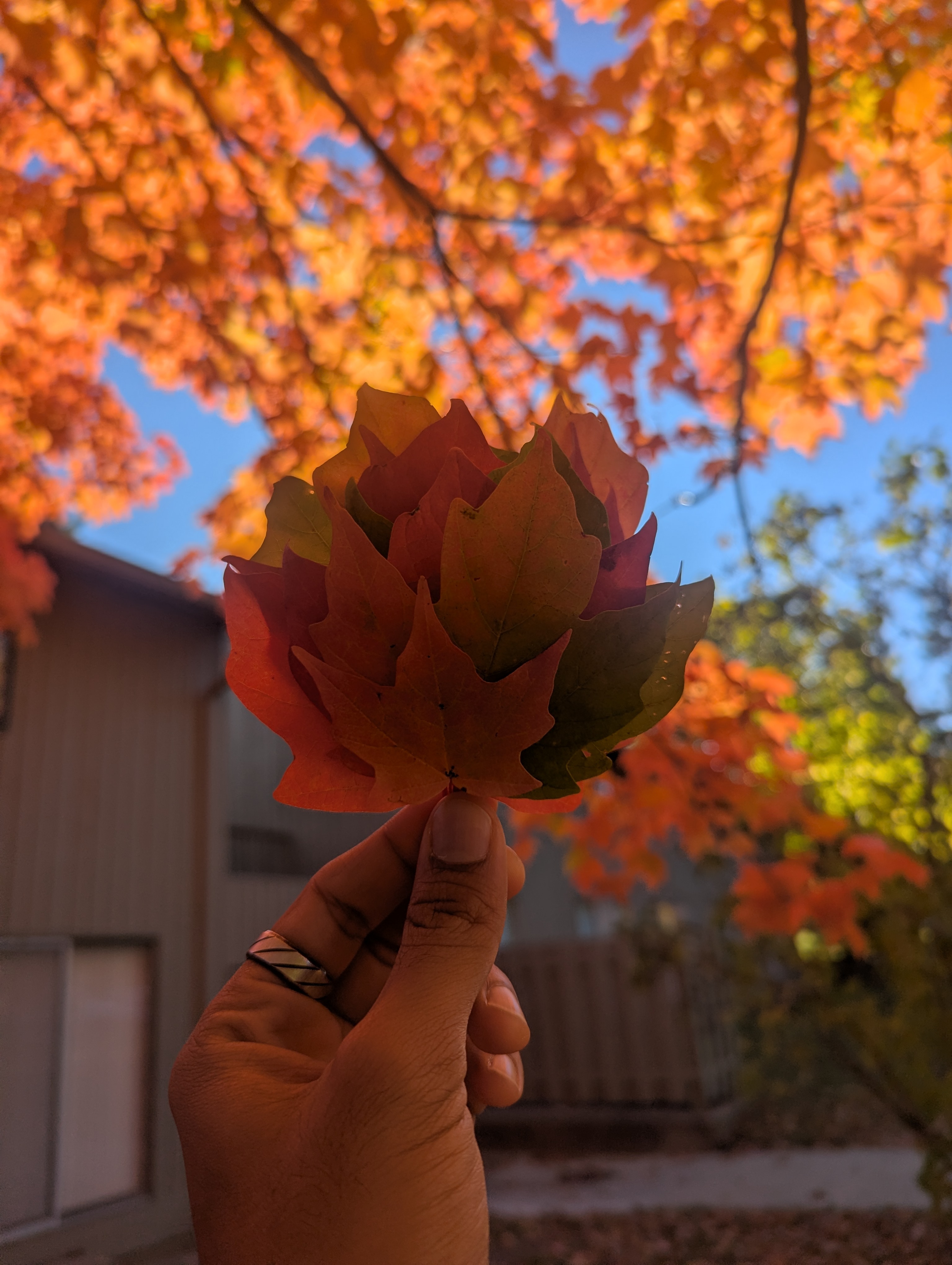Leaves