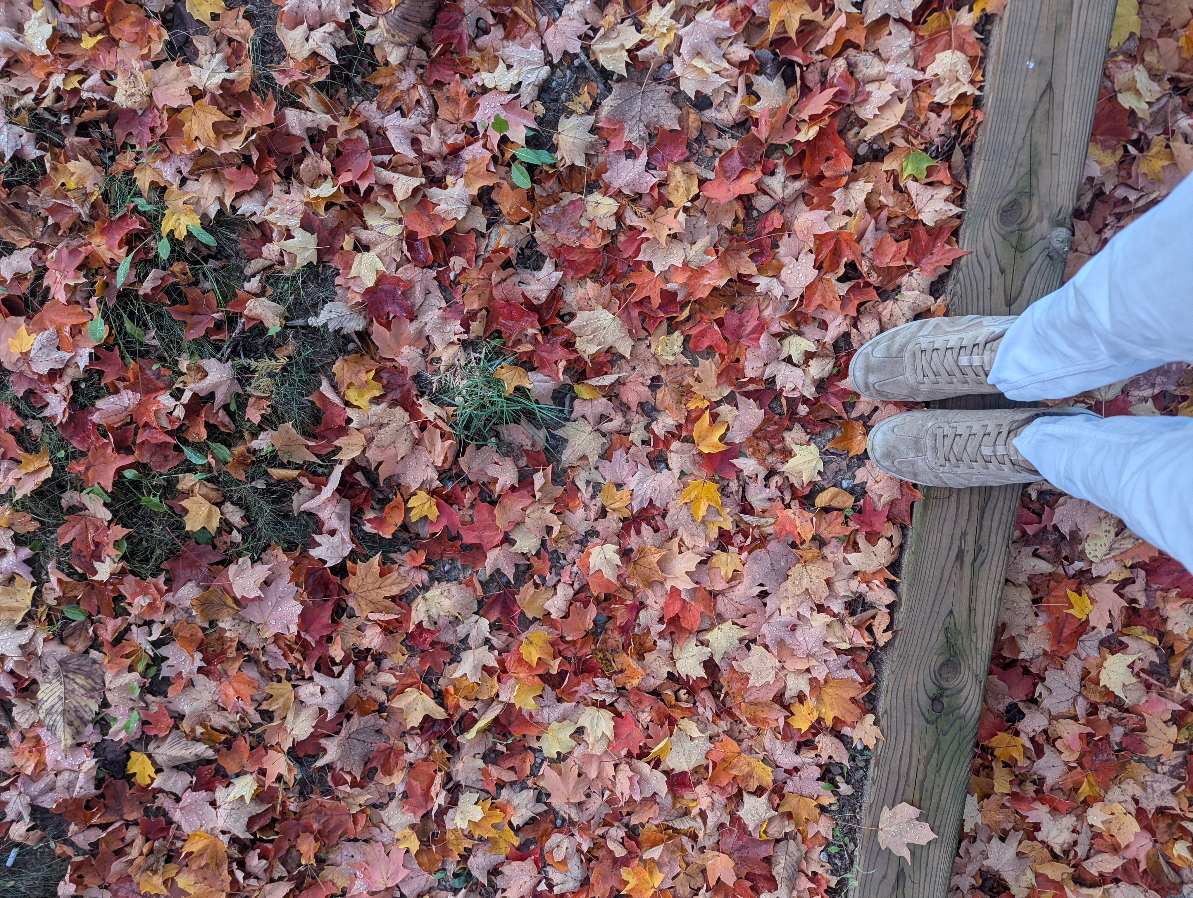 My Fall